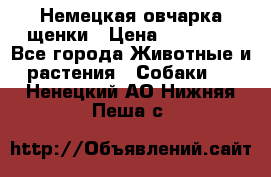 Немецкая овчарка щенки › Цена ­ 20 000 - Все города Животные и растения » Собаки   . Ненецкий АО,Нижняя Пеша с.